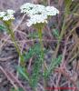 Achillea millefolium